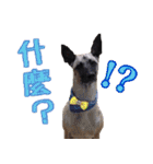 Mix dog Obee's useful stickers（個別スタンプ：9）