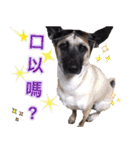 Mix dog Obee's useful stickers（個別スタンプ：10）