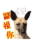 Mix dog Obee's useful stickers（個別スタンプ：11）