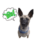 Mix dog Obee's useful stickers（個別スタンプ：12）