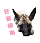 Mix dog Obee's useful stickers（個別スタンプ：13）