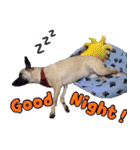 Mix dog Obee's useful stickers（個別スタンプ：14）
