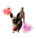 Mix dog Obee's useful stickers（個別スタンプ：16）