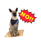 Mix dog Obee's useful stickers（個別スタンプ：17）