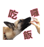 Mix dog Obee's useful stickers（個別スタンプ：19）