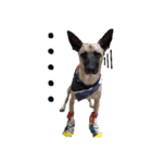 Mix dog Obee's useful stickers（個別スタンプ：20）