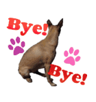 Mix dog Obee's useful stickers（個別スタンプ：21）