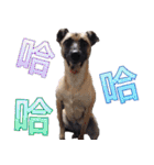 Mix dog Obee's useful stickers（個別スタンプ：22）