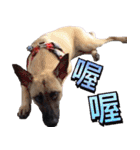 Mix dog Obee's useful stickers（個別スタンプ：23）