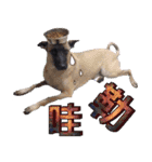 Mix dog Obee's useful stickers（個別スタンプ：24）