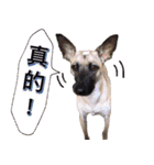 Mix dog Obee's useful stickers（個別スタンプ：26）