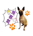Mix dog Obee's useful stickers（個別スタンプ：28）