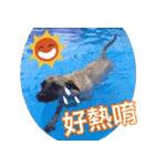 Mix dog Obee's useful stickers（個別スタンプ：29）