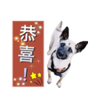 Mix dog Obee's useful stickers（個別スタンプ：31）