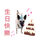 Mix dog Obee's useful stickers（個別スタンプ：32）