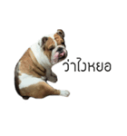 Chommylazybulldog（個別スタンプ：1）