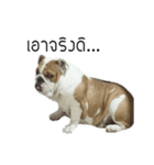 Chommylazybulldog（個別スタンプ：2）