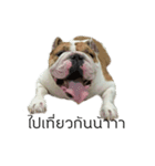 Chommylazybulldog（個別スタンプ：3）