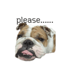 Chommylazybulldog（個別スタンプ：4）