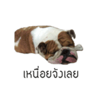 Chommylazybulldog（個別スタンプ：6）