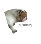 Chommylazybulldog（個別スタンプ：7）