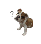 Chommylazybulldog（個別スタンプ：8）