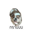 Chommylazybulldog（個別スタンプ：9）