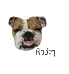 Chommylazybulldog（個別スタンプ：10）