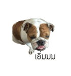 Chommylazybulldog（個別スタンプ：11）