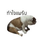 Chommylazybulldog（個別スタンプ：12）
