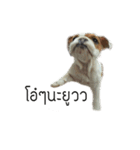 Chommylazybulldog（個別スタンプ：13）