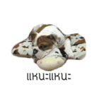 Chommylazybulldog（個別スタンプ：14）