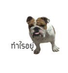 Chommylazybulldog（個別スタンプ：15）