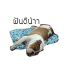 Chommylazybulldog（個別スタンプ：17）