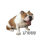 Chommylazybulldog（個別スタンプ：18）