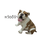 Chommylazybulldog（個別スタンプ：19）
