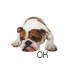Chommylazybulldog（個別スタンプ：20）