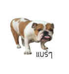 Chommylazybulldog（個別スタンプ：21）