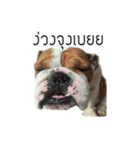 Chommylazybulldog（個別スタンプ：22）