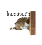 Chommylazybulldog（個別スタンプ：24）