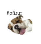 Chommylazybulldog（個別スタンプ：26）
