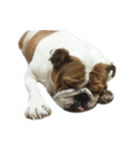 Chommylazybulldog（個別スタンプ：27）