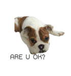 Chommylazybulldog（個別スタンプ：28）