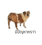 Chommylazybulldog（個別スタンプ：29）
