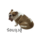 Chommylazybulldog（個別スタンプ：30）