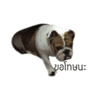 Chommylazybulldog（個別スタンプ：31）