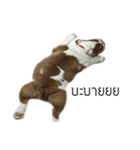 Chommylazybulldog（個別スタンプ：32）