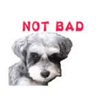 My Schnauzer IV（個別スタンプ：1）