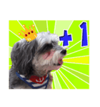 My Schnauzer IV（個別スタンプ：2）
