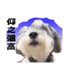 My Schnauzer IV（個別スタンプ：3）